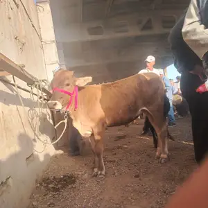 Гуночини швед, Вахш