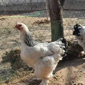 Тухми брама, Ваҳдат