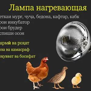 Лампаи гармидиҳӣ брудер инкубатор, Душанбе