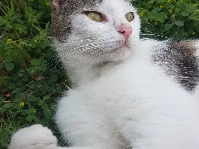 Кошечка, Душанбе