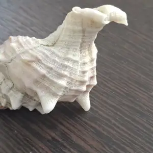 Ракушка, Душанбе