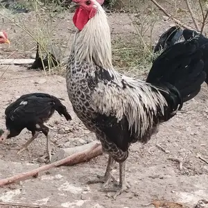 Хурус, Конибодом