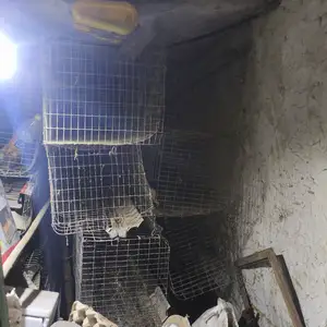 Клетка барои мург, Истаравшан