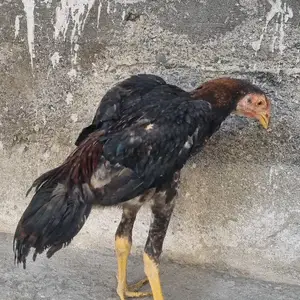 Даканг, Хуҷанд