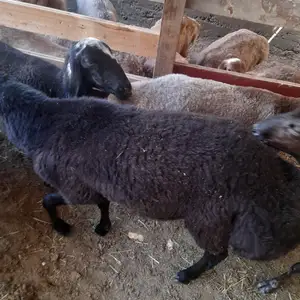 Кошкор, Худжанд