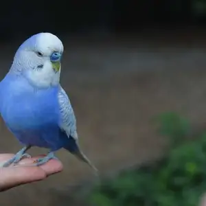 Попугай, Душанбе