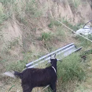 Бузхо, Душанбе