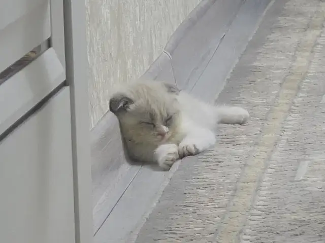 Котенок шотландская вислоухая порода, Бохтар (Курғон-Теппа)