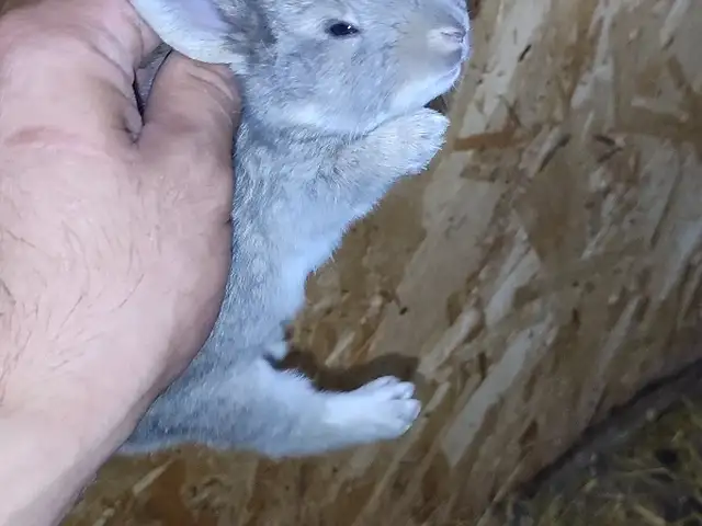 Кролик, Душанбе