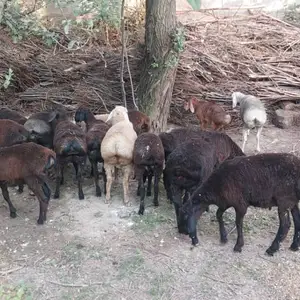 Гуспанд, Вахдат