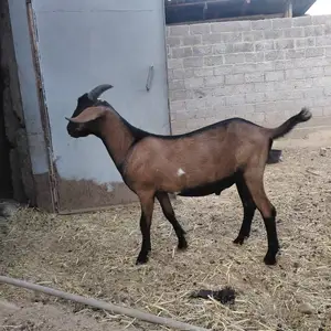 Такачаи зоти альпийский, Душанбе