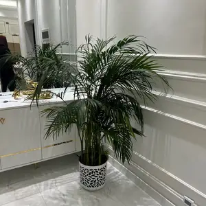Палма хонагӣ, Душанбе