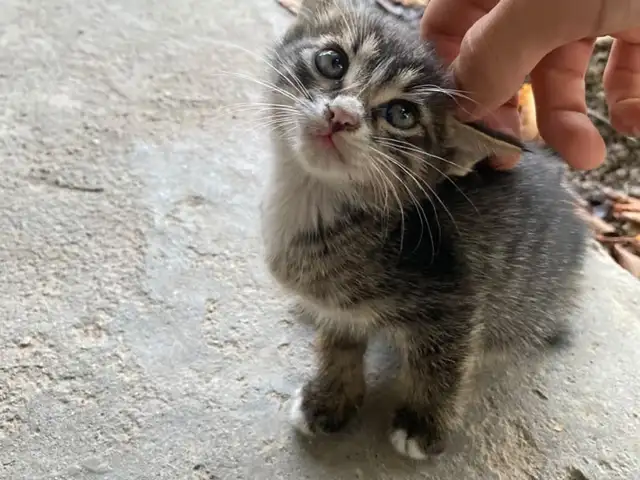 Кошка, Душанбе
