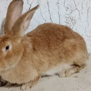 Харгуш 9км, Душанбе