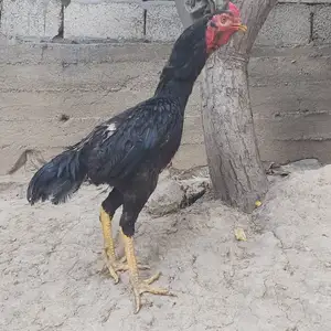 Дакан, Душанбе