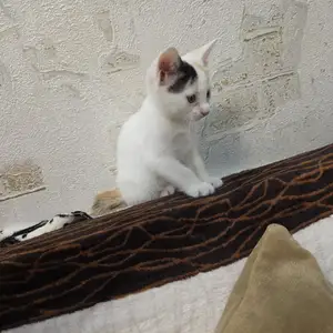 Кошка, Душанбе