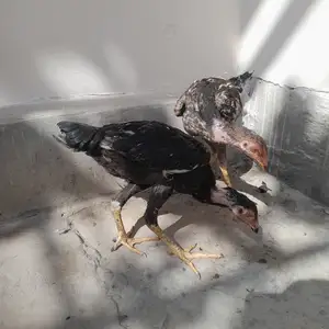 Дакан, Канибадам