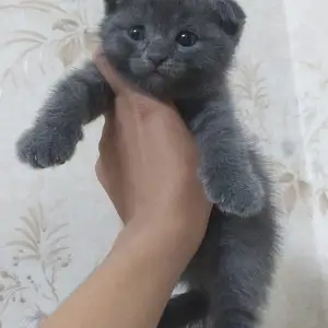 Вислоухие шотландцы, Душанбе