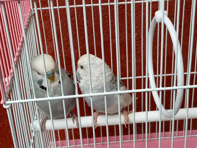 Попугай, Душанбе
