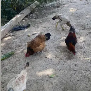 Мурги хонаги, Душанбе
