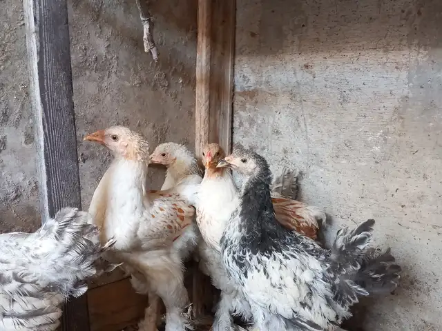 Чучахои брама тозаш, Хуҷанд
