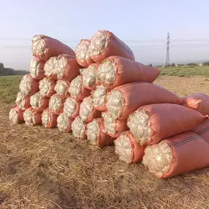 Кахи лалми, Душанбе