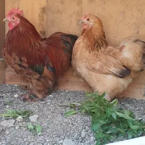 Мурги чайникча, Худжанд