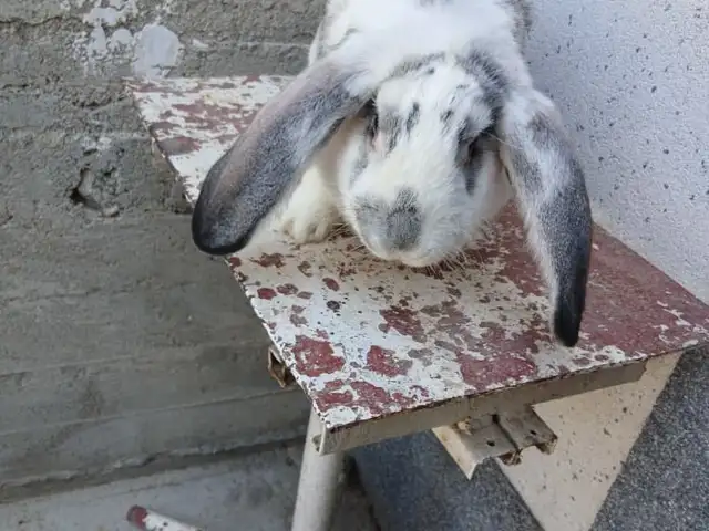 Заргуш, Ҳисор