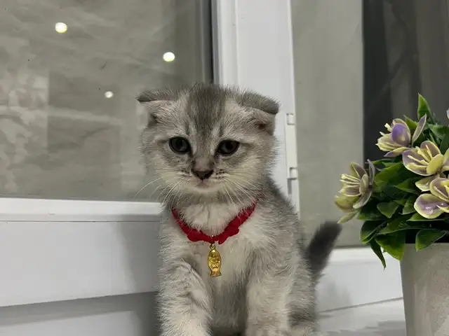 Шотландский Котенок, Худжанд