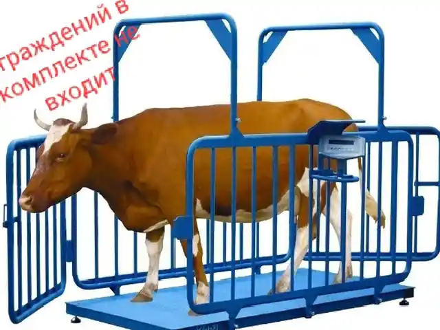 Весы для животных, Душанбе