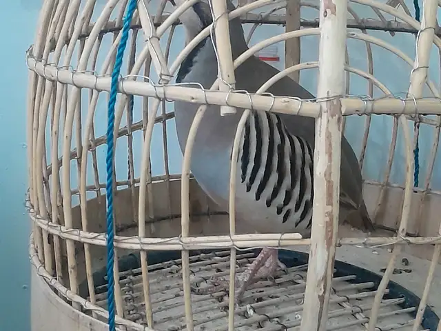 Кабк, Душанбе