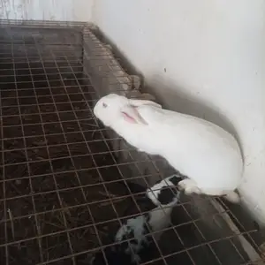 Заргӯши мода, Ашт