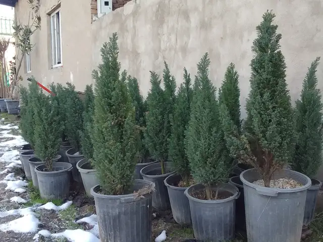 Фосфорная ель, Душанбе