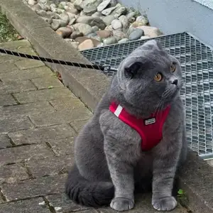 Шотландский кот, Душанбе