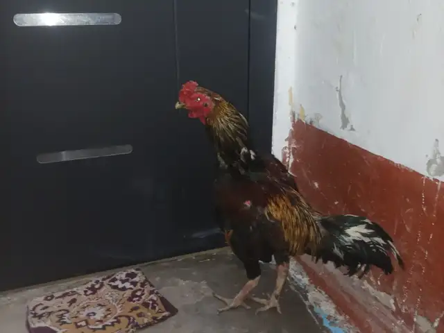Дакан, Душанбе