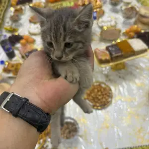 Гурбача, Душанбе