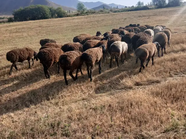 Барра, Файзабад