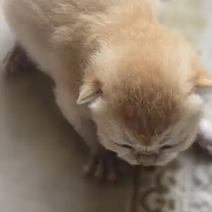 Котята золотой шиншиллы, Душанбе
