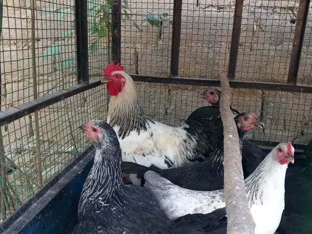 Хуруси рябушка, Исфара