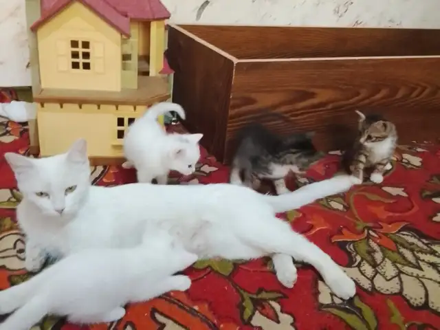Котята, Хуҷанд