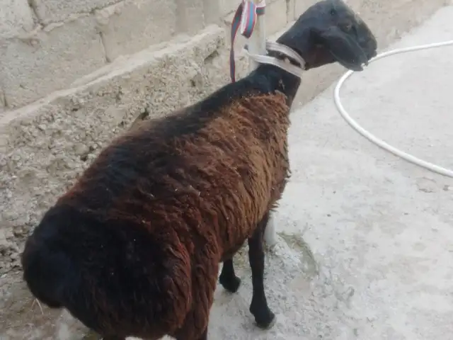 Кушкор, Душанбе