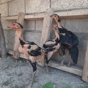 Чучаи дакан, Вахдат