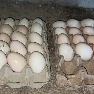 Тухми Рябушка, Душанбе