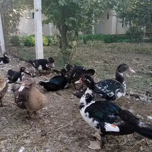 Индоутка, Джаббор Расулов
