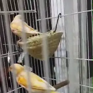 Канарейка, Душанбе