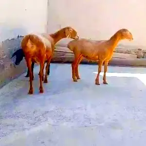 Гусфанди мода, Худжанд