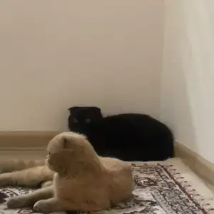 Пишак шотландский, Душанбе