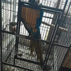 Попугай, Душанбе