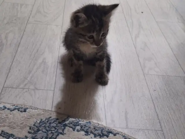 Отдам даром домашнюю кошку, Душанбе