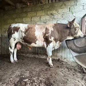 Букаи симментал, Хуҷанд